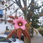 Brachychiton bidwillii Žiedas