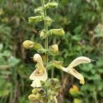 Salvia glutinosa Flower