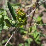 Lantana viburnoides Owoc