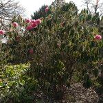 Rhododendron lanigerum عادت