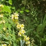 Sisyrinchium striatum Fleur