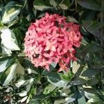 Ixora chinensis Flor