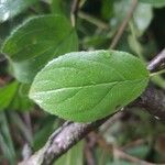 Rhamnus catharticaLeaf