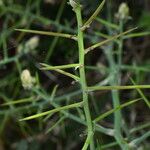 Asparagus horridus Bark