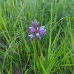 Orchis militaris花