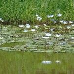 Nymphaea elegans Coajă