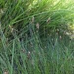 Eleocharis multicaulis Otro