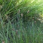 Eleocharis multicaulis Anders