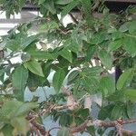 Syzygium paniculatum Листок