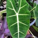 Alocasia micholitziana Blad