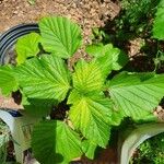 Malvastrum coromandelianum Leaf