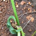 Commelina reptans ഇല