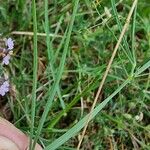 Lathyrus setifolius 葉