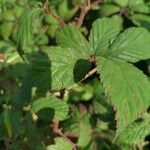 Rubus elegantispinosus Folio