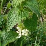 Lamium flexuosum Lapas