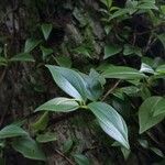 Peperomia glabella Leaf