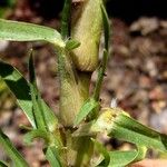 Pennisetum clandestinum Fruit