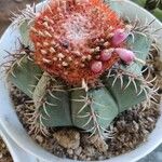 Melocactus matanzanus 葉