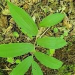 Maianthemum racemosum 葉