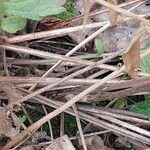 Cephalaria gigantea Bark