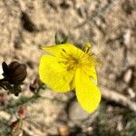 Fumana ericoides Flower