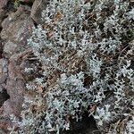 Cerastium biebersteinii Hábito