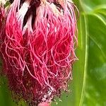 Calliandra tergemina ফুল