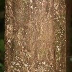 Duroia longiflora Bark