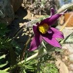 Anemone pulsatilla Kwiat