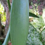 Vanilla planifolia Φύλλο