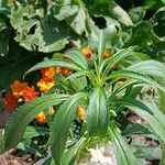 Impatiens balsamina Leaf