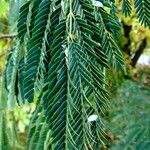 Albizia julibrissin Φύλλο