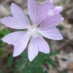 Malva alcea ᱵᱟᱦᱟ