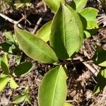 Avicennia germinans पत्ता