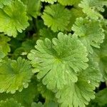 Geranium argenteum Leaf