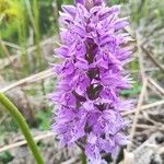 Dactylorhiza fuchsii花