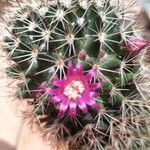 Mammillaria backebergiana Цвят