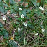 Minuartia vernaBlüte