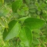 Citrus × aurantiifolia Leaf