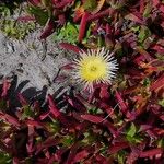 Carpobrotus edulisFlower