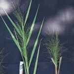 Panicum rudgei Froito