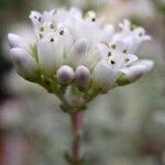 Crassula biplanata