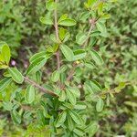 Pyracantha koidzumii Leaf