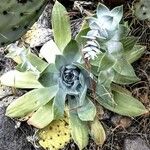 Dudleya pulverulenta Leaf