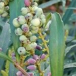 Mahonia fortunei Fruit