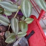 Tradescantia zebrinaЛист