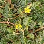 Tribulus terrestris Alkat (teljes növény)