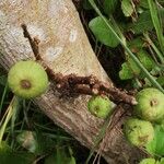 Ficus mucuso Fruit