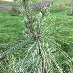 Pinus strobus Fuelha