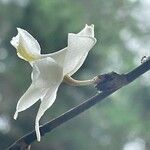 Dendrobium crumenatum Blüte